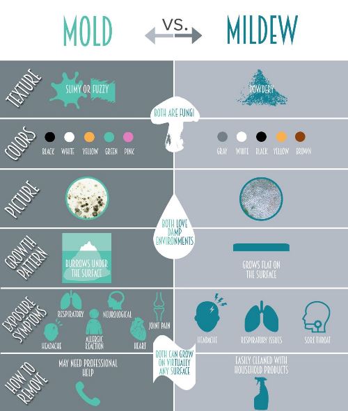 what-differences-between-mould-and-mildew
